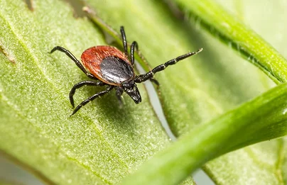 Lyme Disease & Vector-Borne Infections